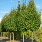 Hrab obyčajný (Carpinus betulus) ´PYRAMIDALIS´ - výška 350-400 cm, obvod kmeňa 10/12 cm, kont. C55L 